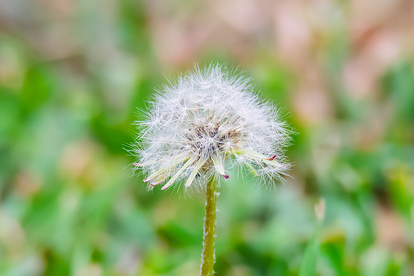 Dandelion seed head