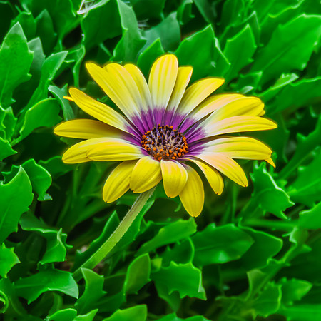 Osteospermum Blue Eyed Beauty flowers in the garden