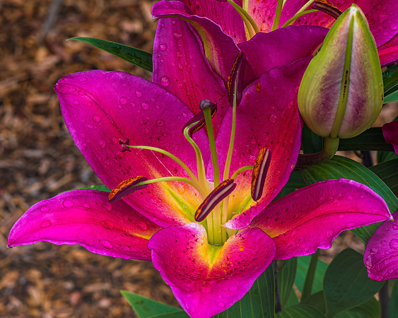 Dark Pink Lilly flower macro in bloom
