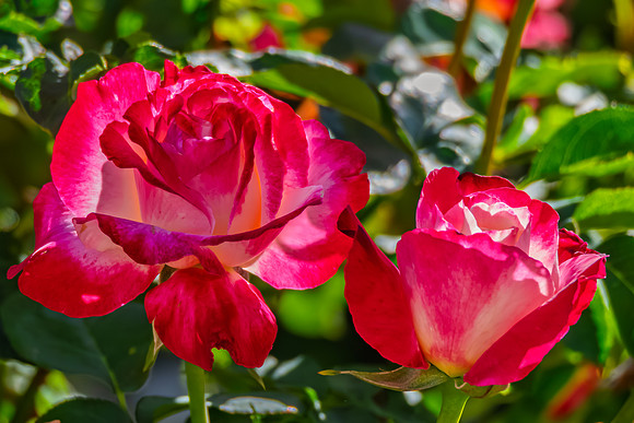 Red and White Double Delight Roses in a Summer Garden