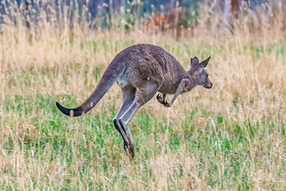 Eastern Grey Kangaroo Among the Summer Grasses