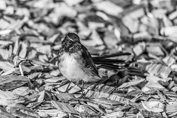 Willie Wagtail in the garden in black and white