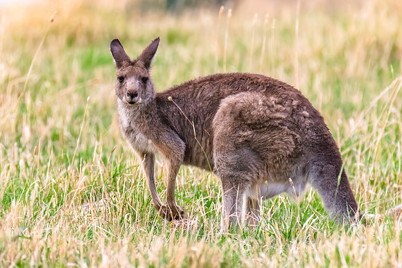 Female Eastern Grey Kangaroo in the paddock
