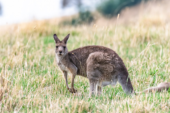 Female Eastern Grey Kangaroo in the paddock