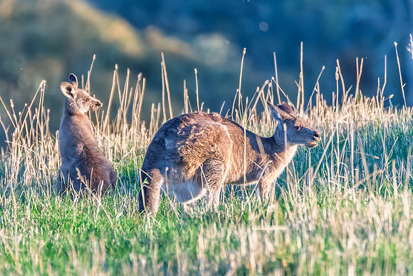 Joey and Mum Eastern Grey Kangaroos in the Golden Hour Light