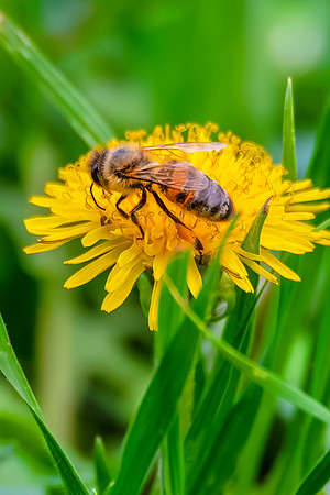 Honey Bee Foraging on Yellow Dandelion Flower