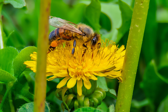 Honey Bee Foraging on Yellow Dandelion Flower
