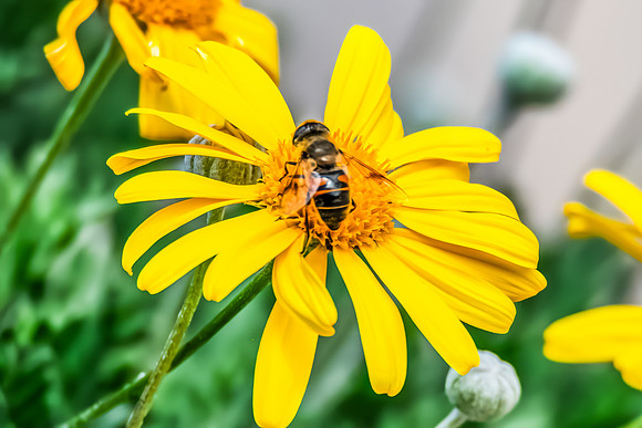 Tapered Dronefly on a Yellow Marguerite flower