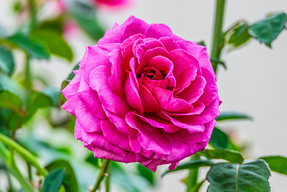 Pink Rose  blooms in a Summer Garden