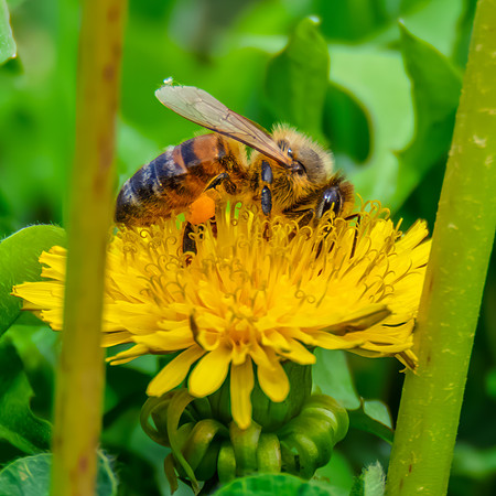 Honey Bee Foraging on Yellow Dandelion Flower