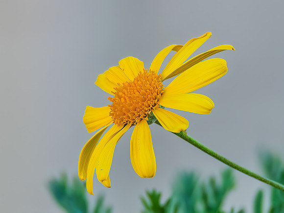 Yellow Marguerite daisy flower in the garden
