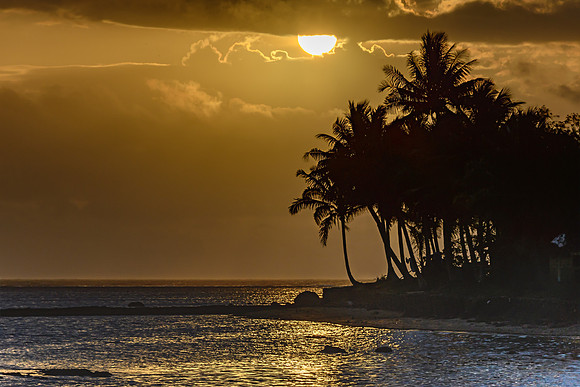 Tropical Sunset with Palm Trees in Silhouette