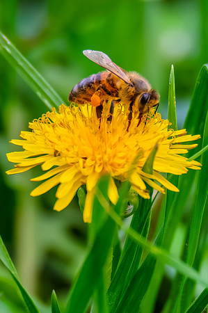 Honey Bee Foraging on Yellow Dandelion Flower