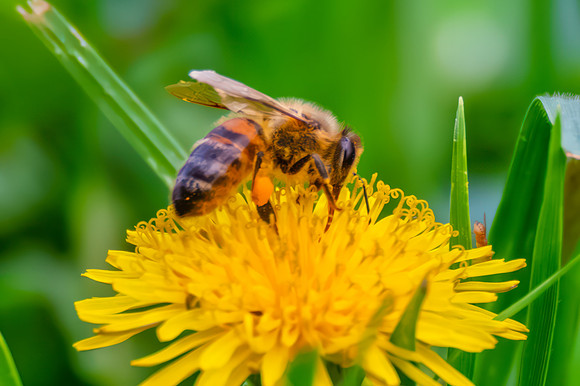 Honey Bee Foraging on Yellow Dandelion Flower