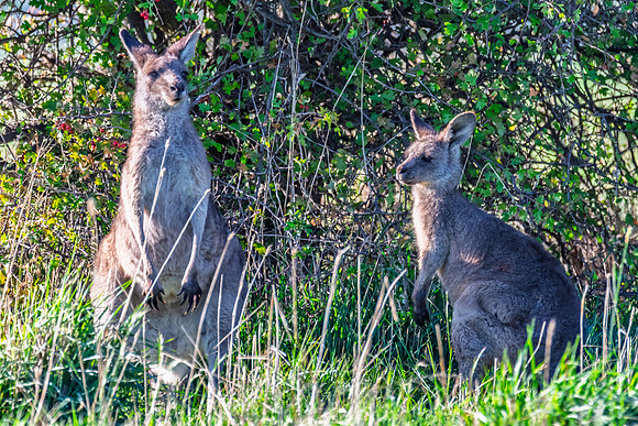 Joey and Mum - Eastern Grey Kangaroos in the paddock