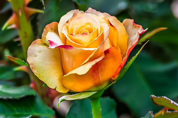 Orange Rose bloom in the Garden