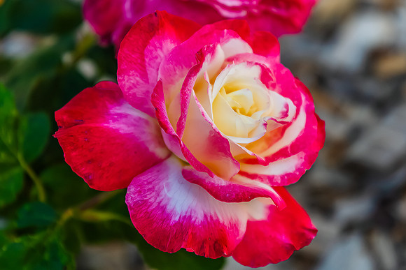 Red and White Double Delight Roses in a Summer Garden