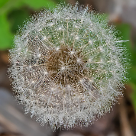 Dandelion Seed Head in Green Grass