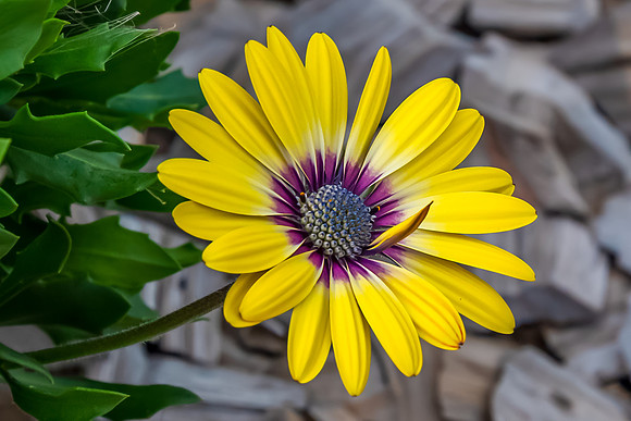 Osteospermum Blue Eyed Beauty flower in the garden