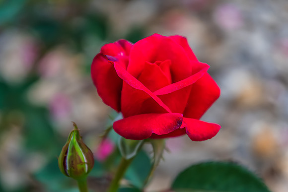 Red Rose  blooms in a Summer Garden