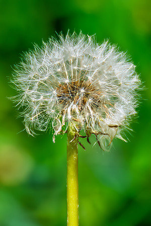 Dandelion Seed Head in Green Grass