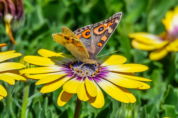 Meadow Argus Butterfly on a yellow Blue Eyed Beauty Osteospermum