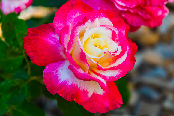 Red and White Double Delight Roses in a Summer Garden