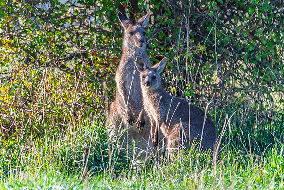 Joey and Mum - Eastern Grey Kangaroos in the paddock