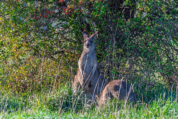 Joey and Mum - Eastern Grey Kangaroos in the paddock