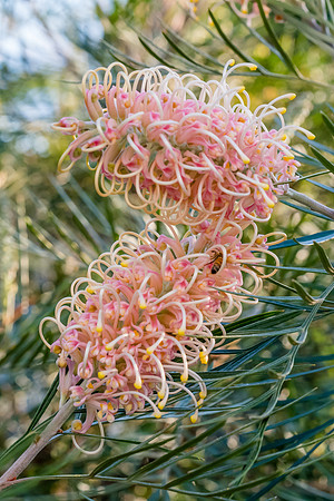 Springtime - Pink Grevillea in flower