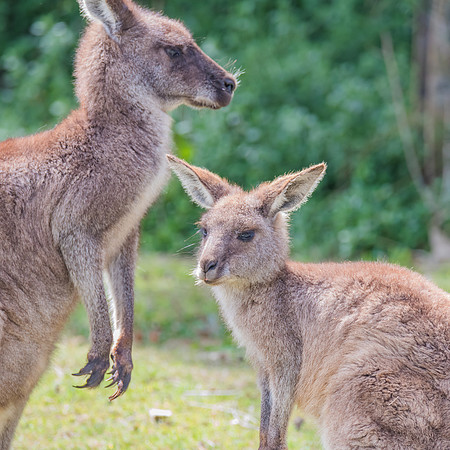 Eastern Grey Kangaoos