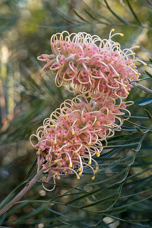Springtime - Pink Grevillea in flower