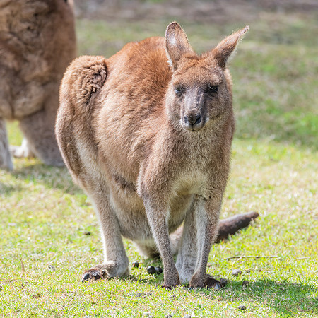Female Eastern Grey Kangaoo with Joey in pouch