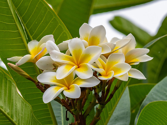 White and yellow frangipani flowers on the tree in light rain