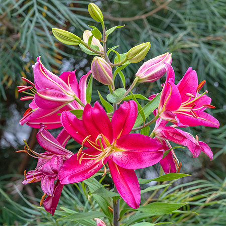 Dark pink Lilly flowers in light rain