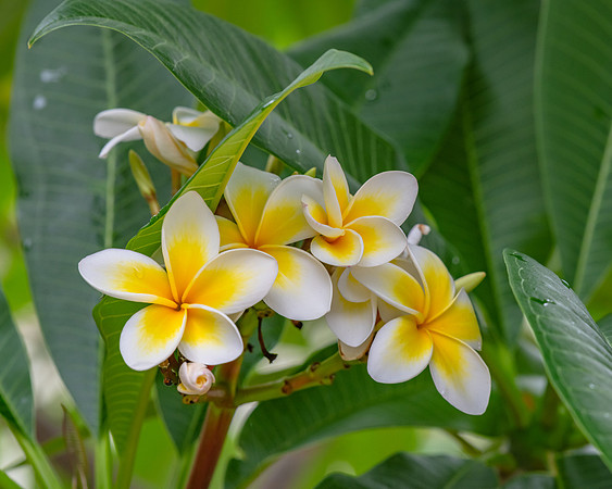 White and yellow frangipani flowers on the tree in light rain