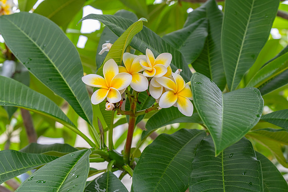 White and yellow frangipani flowers on the tree in light rain