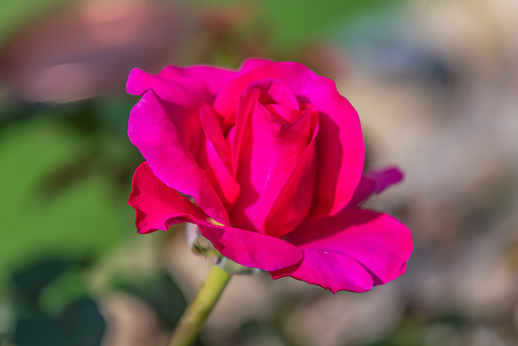 Pink Rose blooms in the Garden