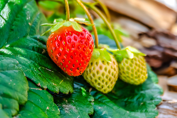 Homegrown Garden Strawberries Ready to Pick