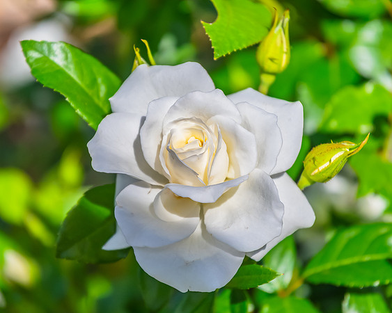 White Rose blooming in the Garden