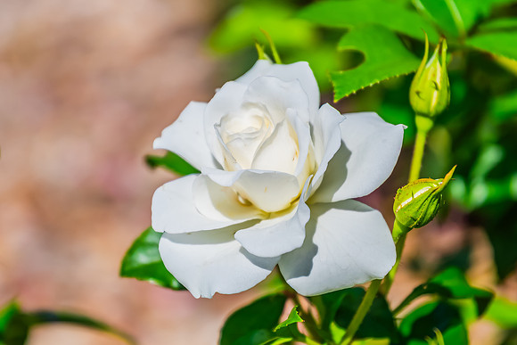 White Rose blooming in the Garden