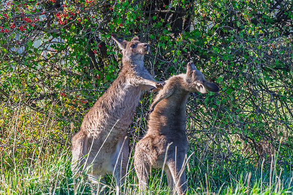 Mum letting Joey know she is still the boss - Eastern Grey Kanga