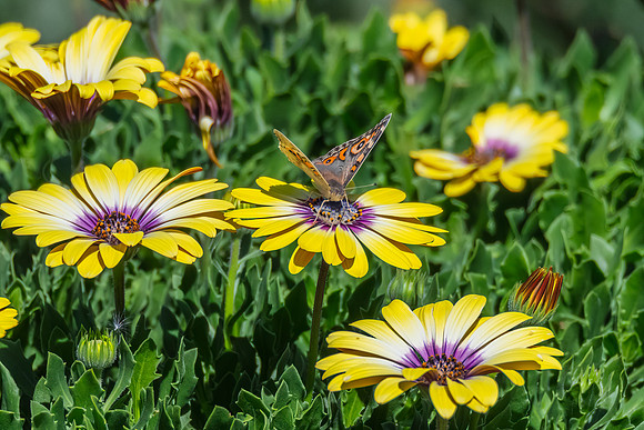 Meadow Argus Butterfly on a yellow Blue Eyed Beauty Osteospermum