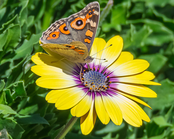 Meadow Argus Butterfly on a yellow Blue Eyed Beauty Osteospermum