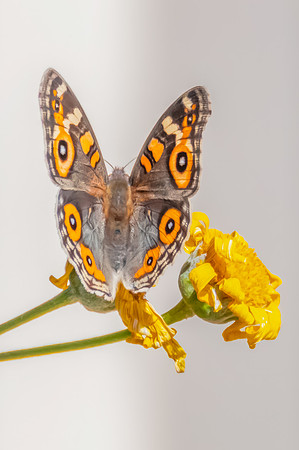 Meadow Argus Butterfly on a yellow flower in the garden