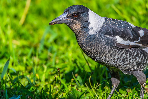 Outdoors with the Australian Magpie