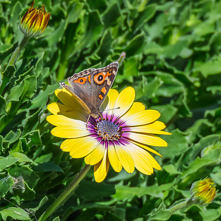 Meadow Argus Butterfly on a yellow Blue Eyed Beauty Osteospermum