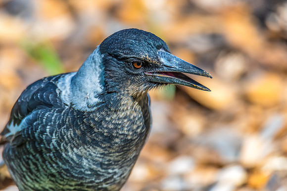 Outdoors with the Australian Magpie