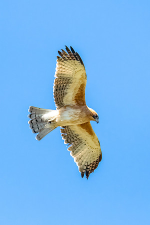A Little Eagle flying in the Blue Sky