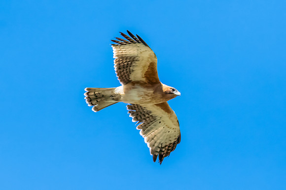 A Little Eagle flying in the Blue Sky